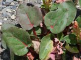 Rheum lucidum