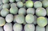 Melo sativus. Собранные для продажи зрелые плоды (сорт 'Кок гурвак'). Узбекистан, Республика Каракалпакстан, Амударьинский р-н, окр. г. Мангит, придорожная торговля. 14.08.2026.