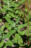 View full-size image unknown species