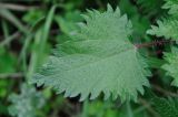 Urtica pilulifera