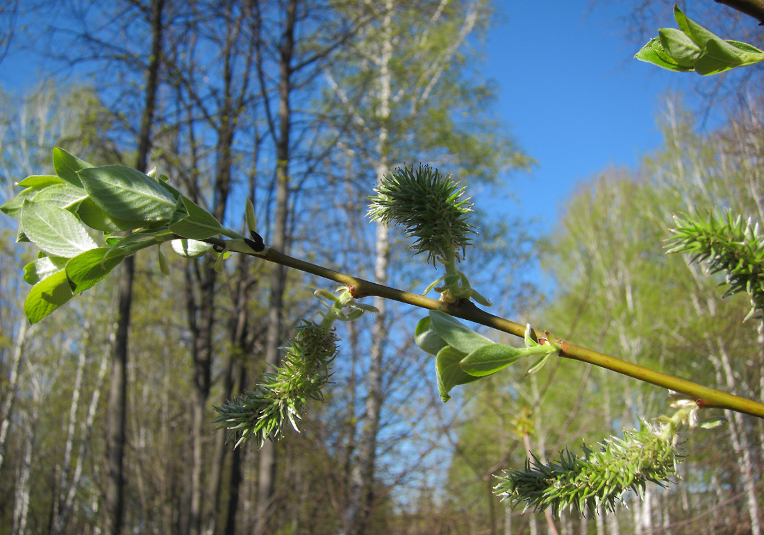 Image of Salix × tetrapla specimen.