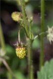 Fragaria vesca. Незрелый плод. Кировская обл., Кикнурский р-н, окр. села Тырышкино, суходольный разнотравный луг. 10.06.2026.