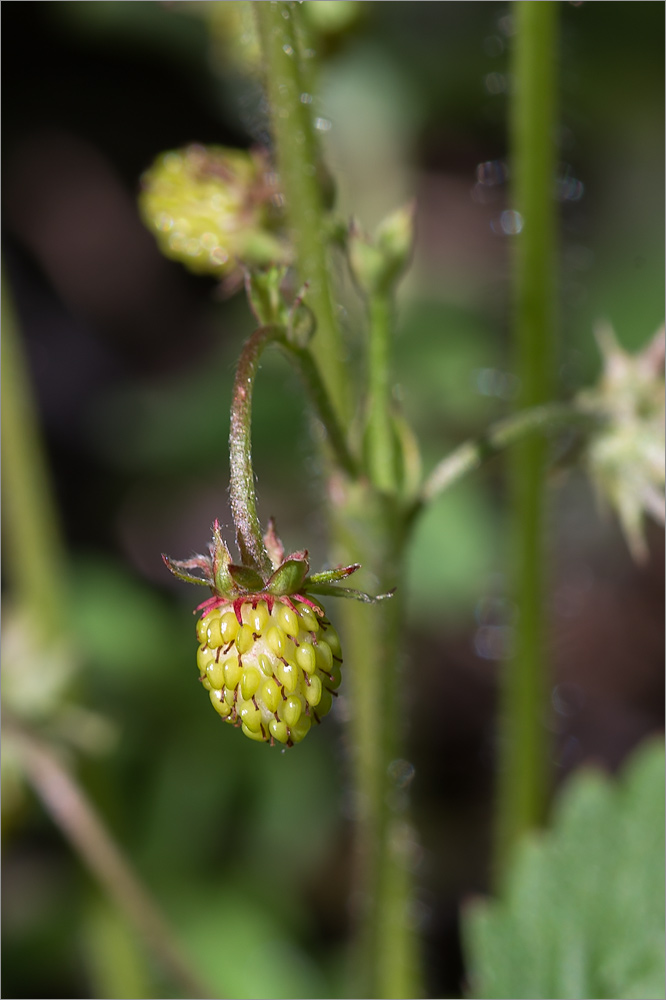 Изображение особи Fragaria vesca.