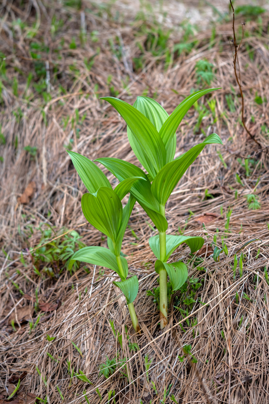 Изображение особи род Veratrum.