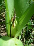 Colchicum umbrosum. Плод. Крым, Байдарская долина, окр. с. Кизиловое. 18.05.2010.