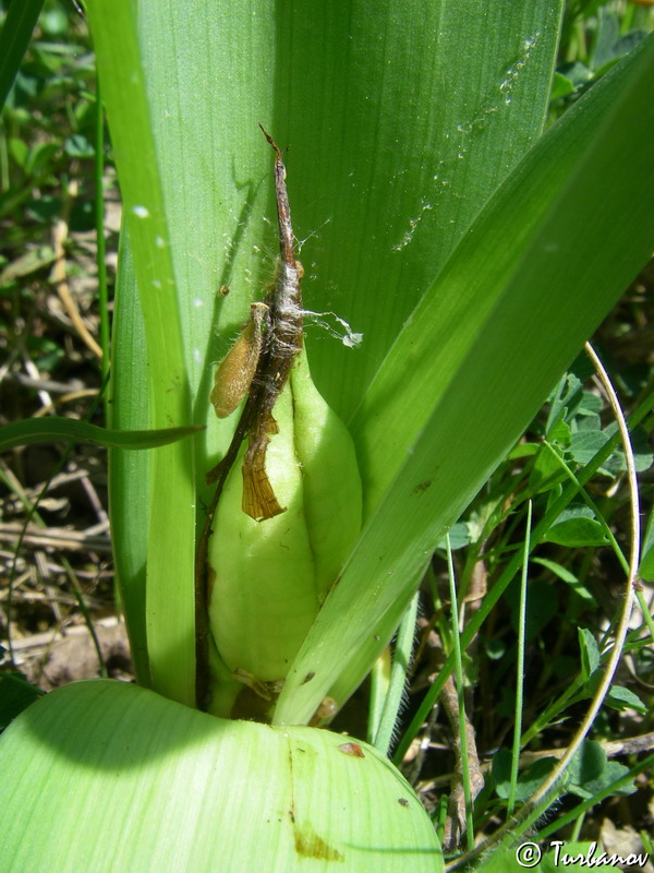 Image of Colchicum umbrosum specimen.