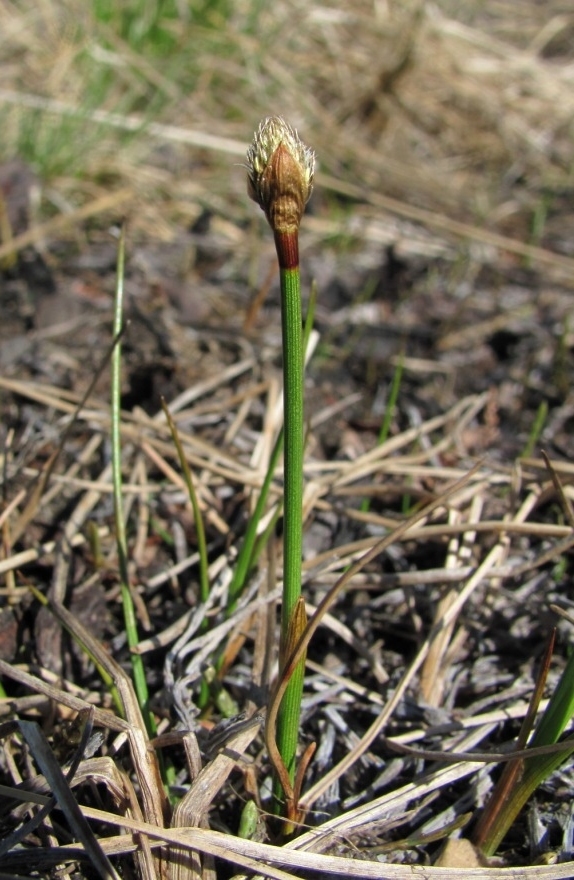 Изображение особи Eriophorum scheuchzeri.