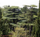 Cedrus libani