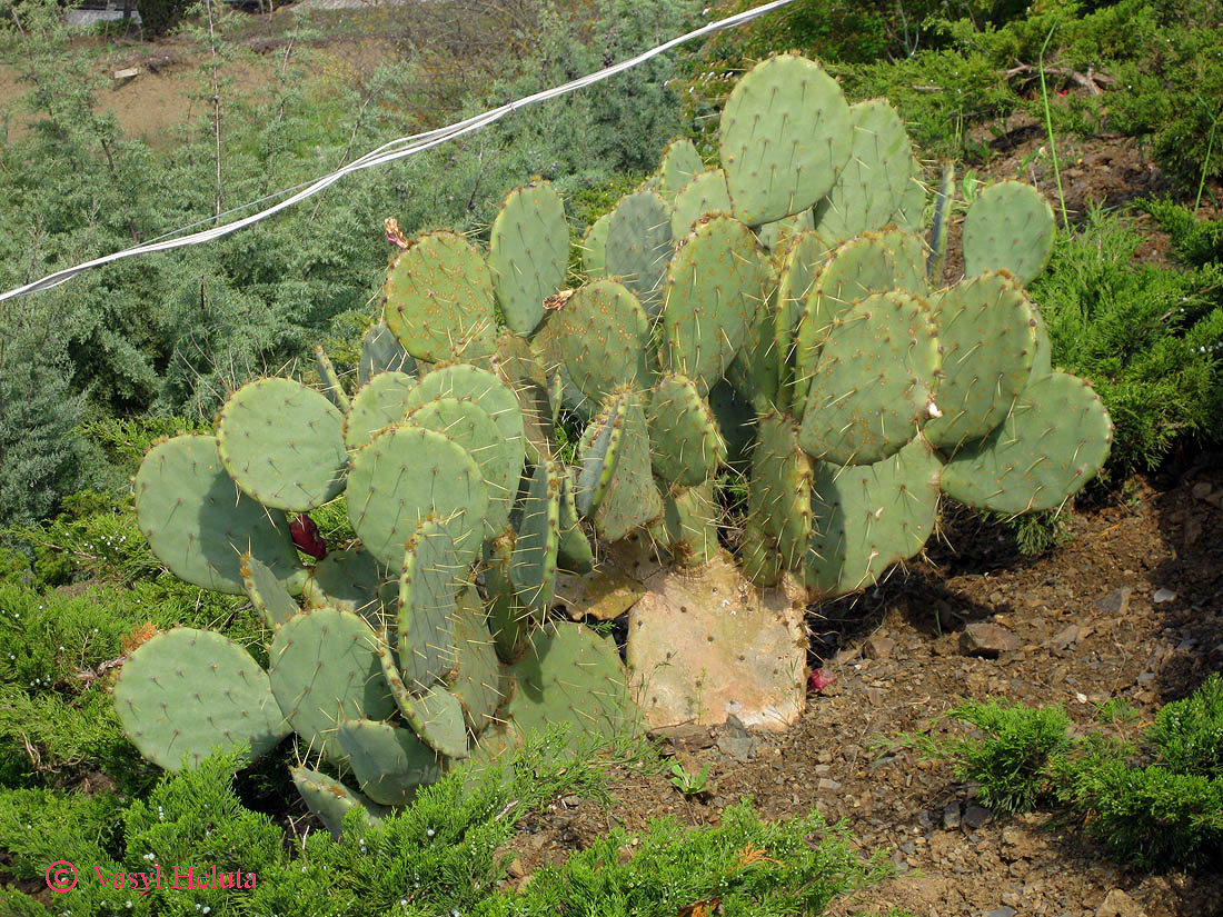 Image of genus Opuntia specimen.