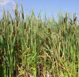 Typha latifolia. Плодоносящие растения в сообществе с Cicuta virosa, Solanum dulcamara и Epilobium palustre. Ярославская обл., г. Ростов, оз. Неро. 06.08.2004.