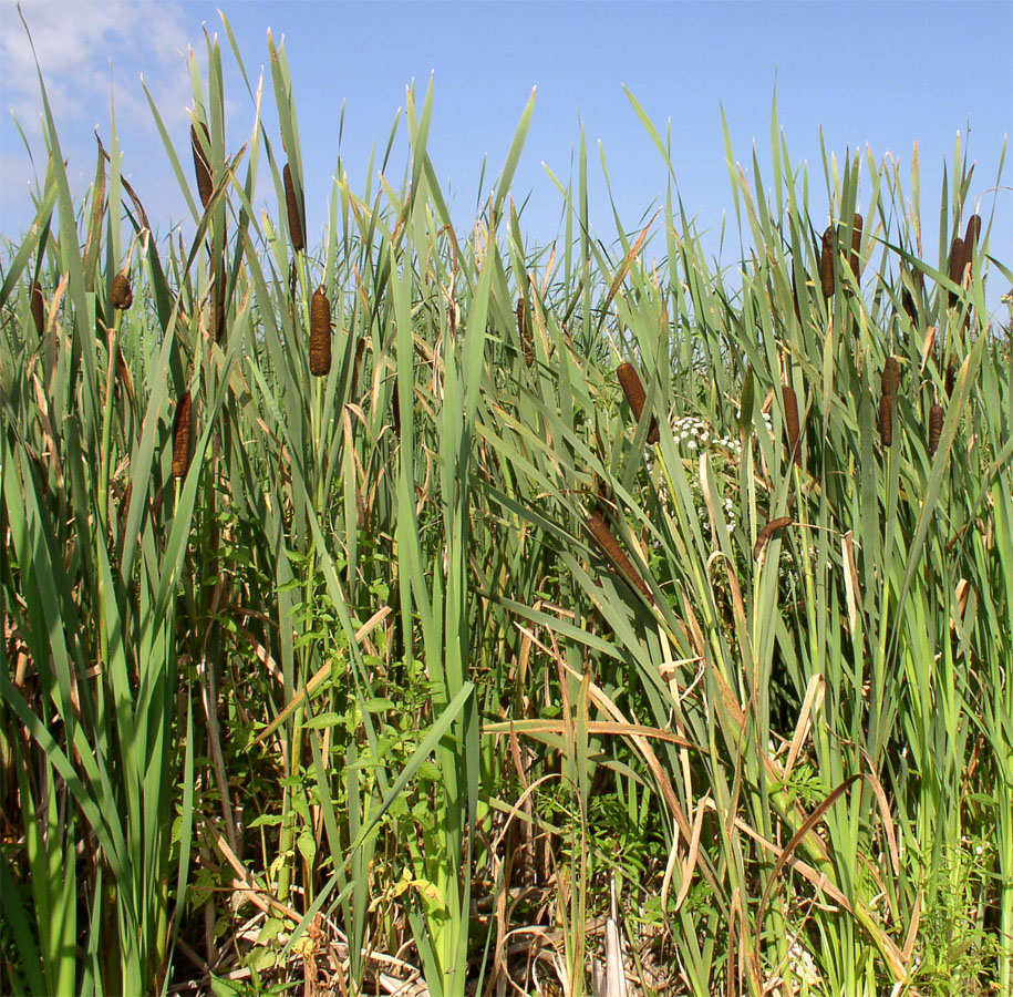 Изображение особи Typha latifolia.