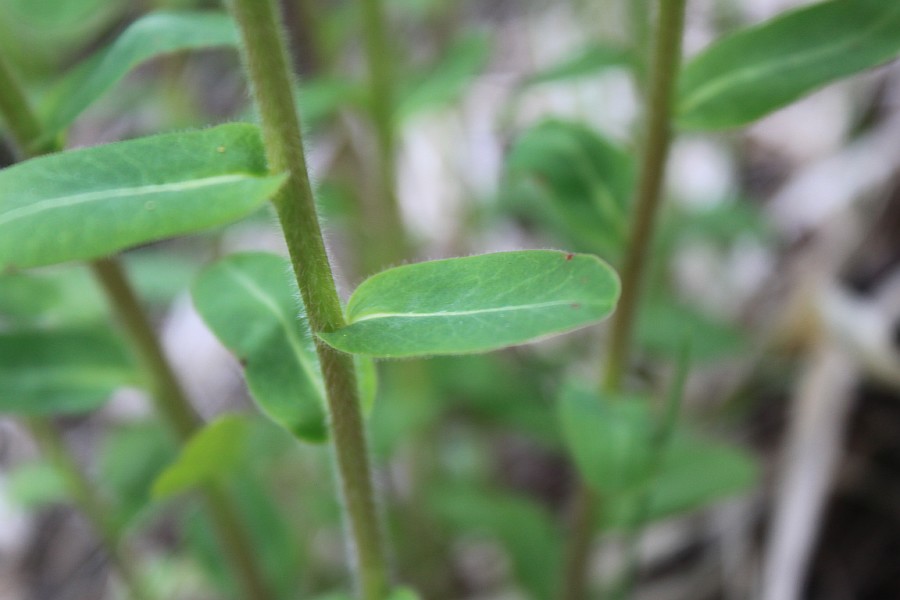 Изображение особи Euphorbia jenisseiensis.