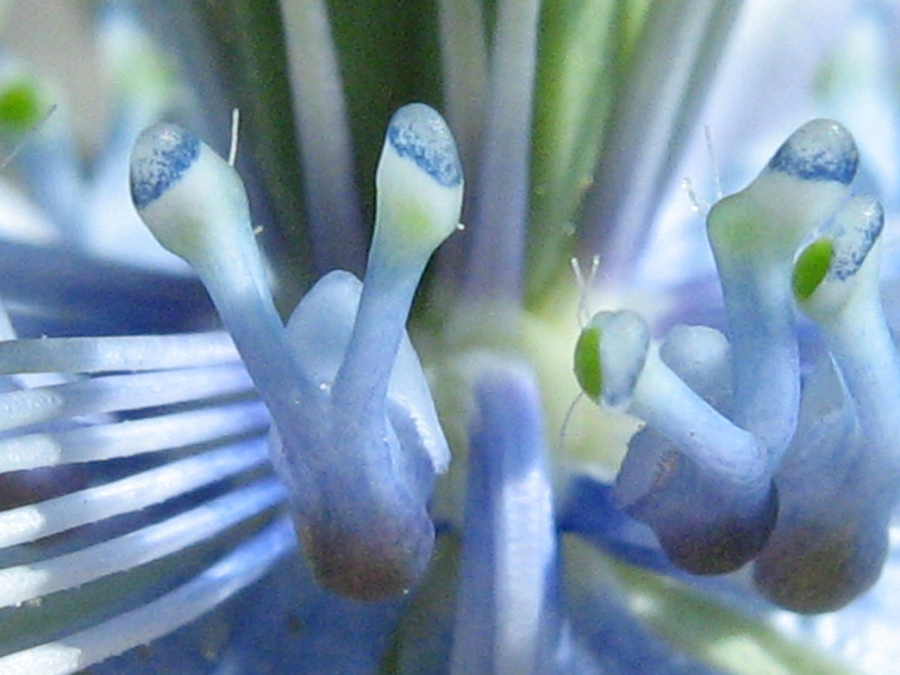 Image of Nigella elata specimen.