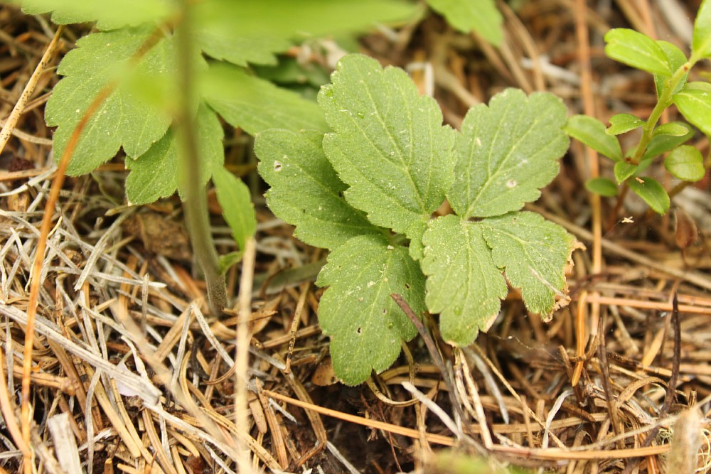 Image of Cardamine macrophylla specimen.