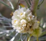 Cuscuta approximata