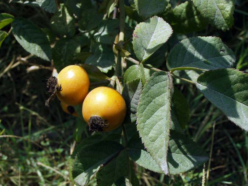 Image of genus Rosa specimen.