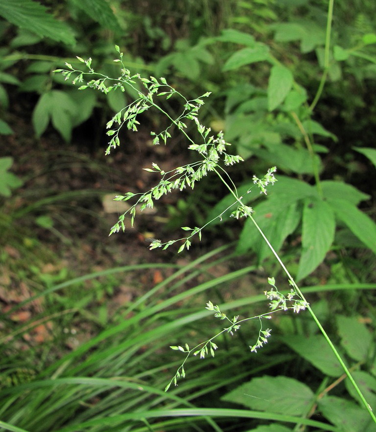 Изображение особи Poa nemoralis.