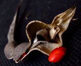 Erythrina corallodendron. Вскрывшийся плод с семенами. Израиль, Шарон, г. Герцлия, в культуре. 09.05.2011.