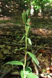 Cephalanthera damasonium. Верхушка плодоносящего растения. Горный Крым, окр. с. Соколиное. 28 августа 2011 г.