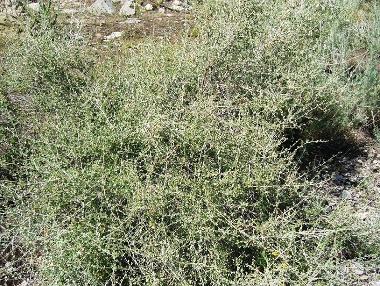 Изображение особи Atraphaxis replicata.