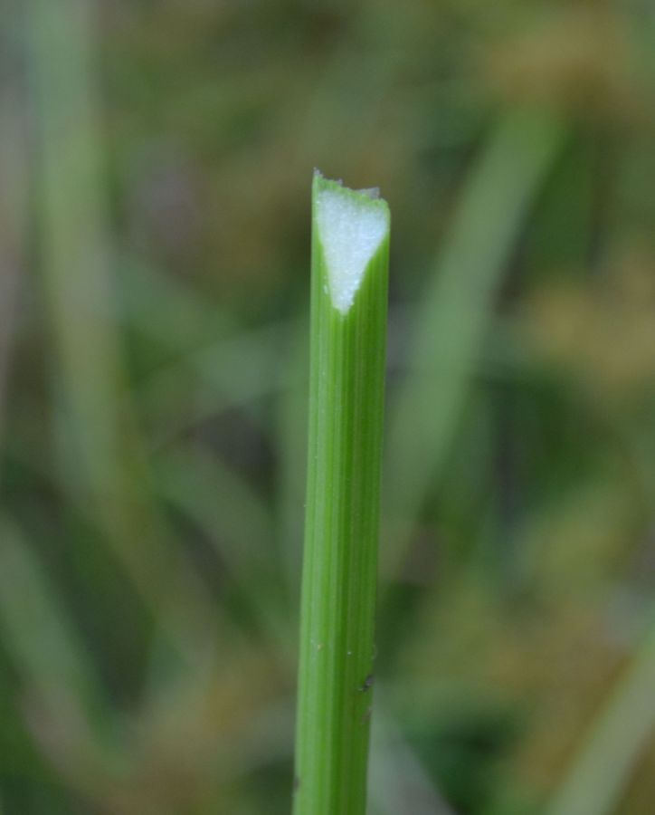 Image of Torulinium caucasicum specimen.
