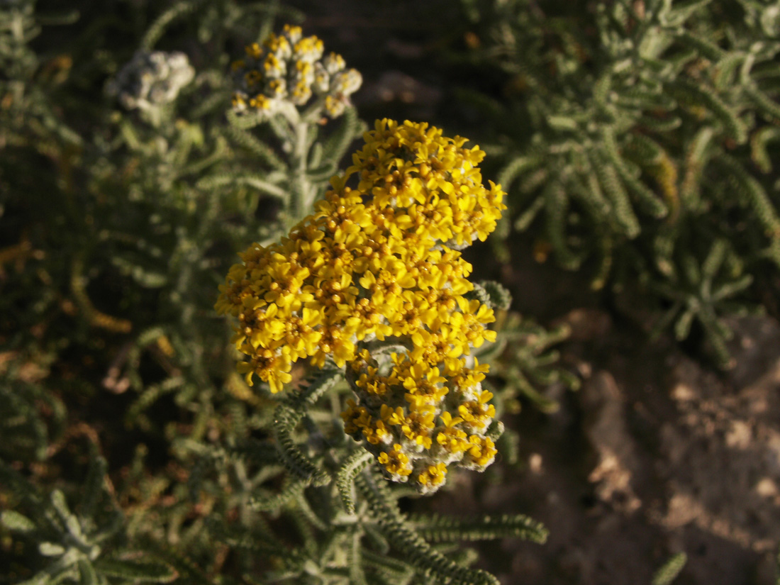 Image of Achillea wilhelmsii specimen.