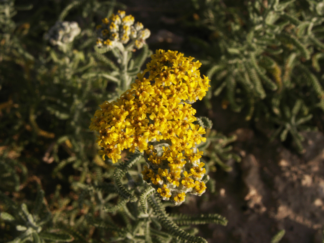 Изображение особи Achillea wilhelmsii.