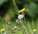 Sonchus подвид uliginosus