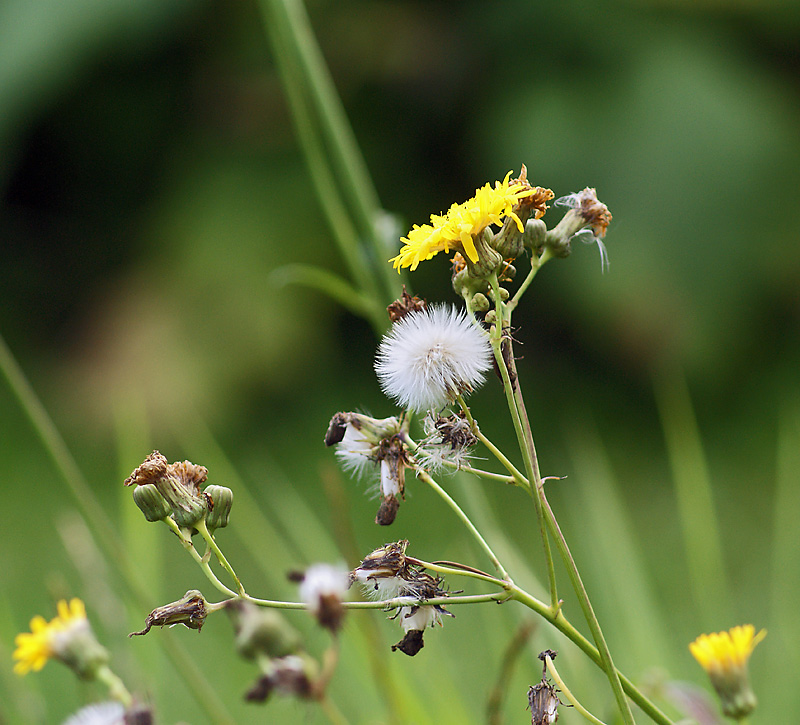 Image of Sonchus arvensis ssp. uliginosus specimen.