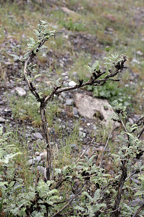 Image of Calophaca grandiflora specimen.