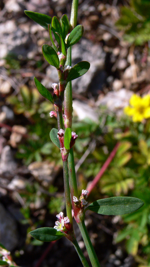 Изображение особи Polygonum arenastrum.