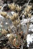 Minuartia glomerata