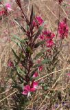 Gaura lindheimeri. Побег с цветками. Израиль, побережье Мёртвого моря, Эн-Бокек, в культуре. 23.02.2011.