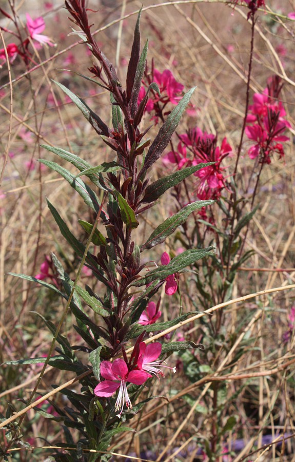 Image of Gaura lindheimeri specimen.