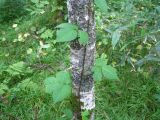 Toxicodendron orientale