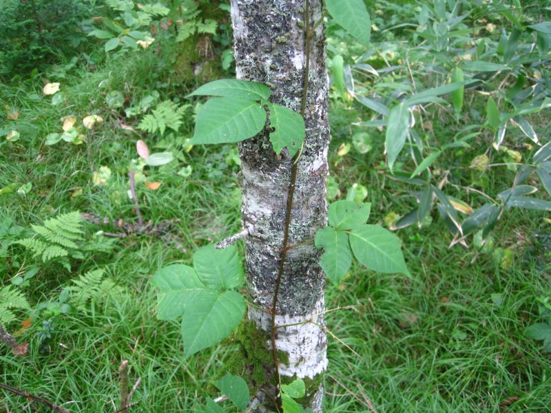 Image of Toxicodendron orientale specimen.