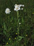 Achillea ptarmica