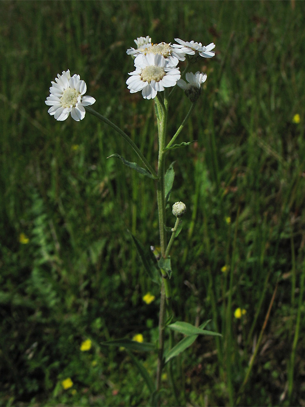 Изображение особи Achillea ptarmica.