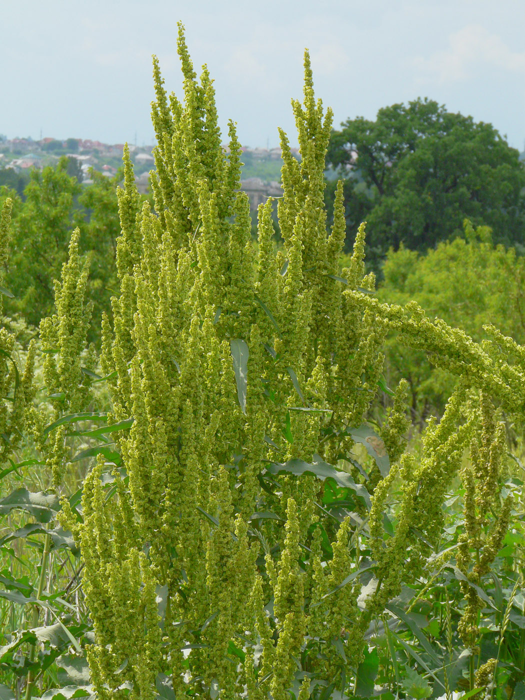 Изображение особи род Rumex.