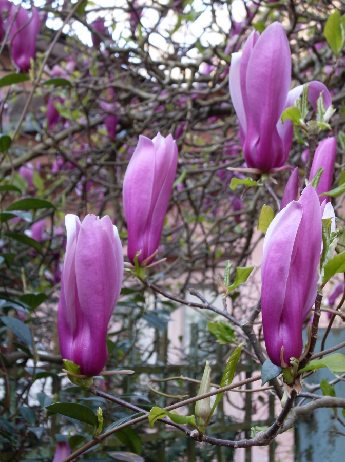 Image of Magnolia &times; soulangeana specimen.