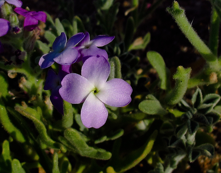 Изображение особи Matthiola tricuspidata.