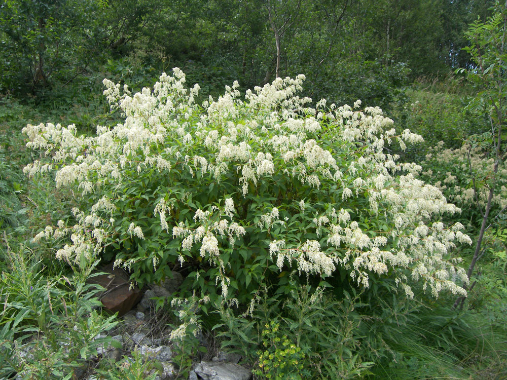 Изображение особи Aconogonon panjutinii.