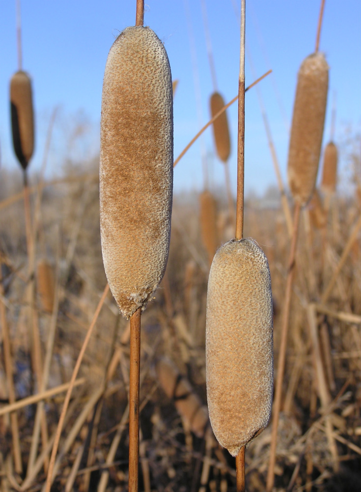 Изображение особи Typha tichomirovii.