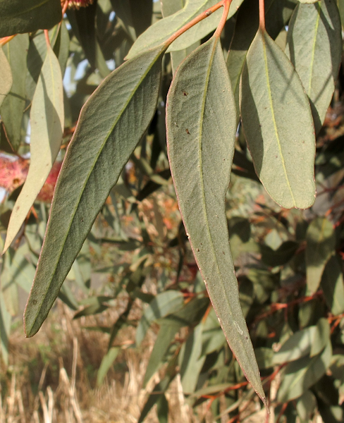 Изображение особи Eucalyptus torquata.