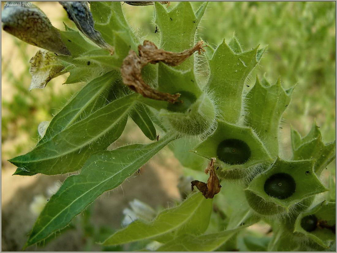 Изображение особи Hyoscyamus niger.