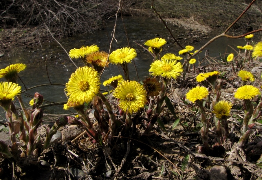 Image of Tussilago farfara specimen.