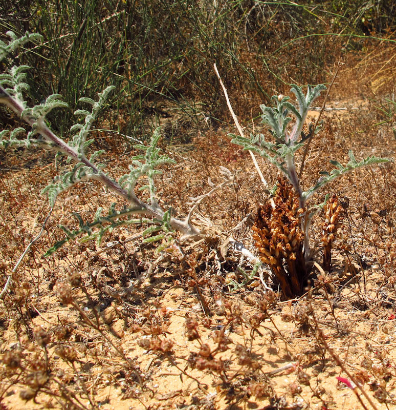 Image of Orobanche cernua specimen.