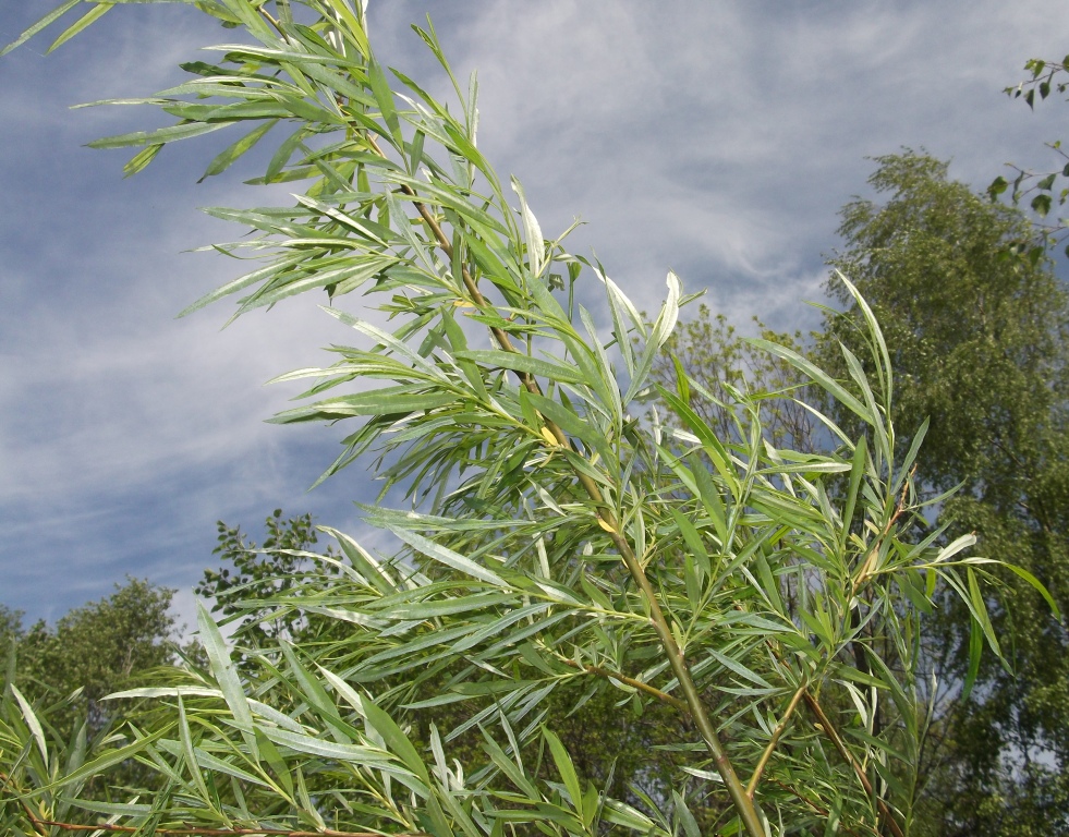 Изображение особи Salix schwerinii.