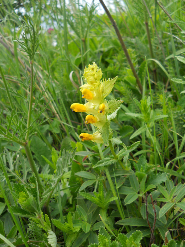 Image of genus Rhinanthus specimen.