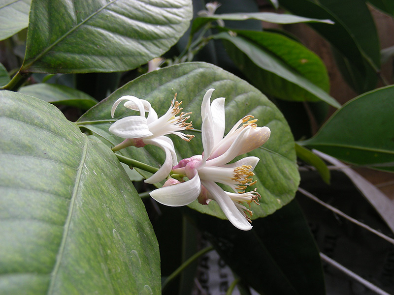 Image of Citrus limon specimen.